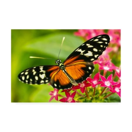 Mitch Catanzaro 'Cream Orange Butterfly' Canvas Art,16x24